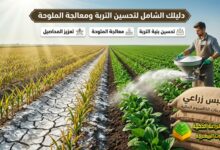 الجبس الزراعي (كبريتات الكالسيوم المائية): دليلك الشامل لتحسين التربة ومعالجة الملوحة