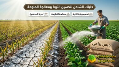 الجبس الزراعي (كبريتات الكالسيوم المائية): دليلك الشامل لتحسين التربة ومعالجة الملوحة