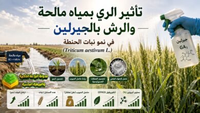 تأثير الري بمياه مالحة والرش بالجبرلين في نمو نبات الحنطة (.Triticum aestivum L)