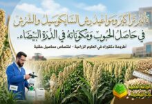 تأثير السايكوسيل والشرش على حاصل الذرة البيضاء