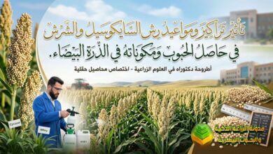 تأثير السايكوسيل والشرش على حاصل الذرة البيضاء