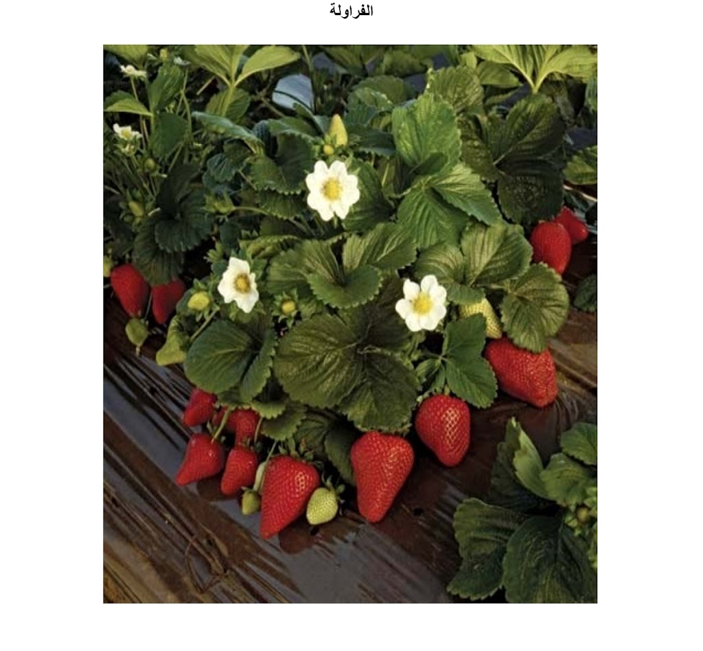 كتاب شامل عن امراض الفراولة