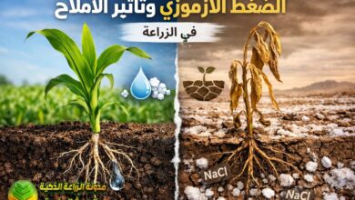الأملاح والضغط الأزموزي: سحر الكيمياء الحيوية وتأثيراتها المتعددة