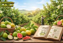 الجوافة: كتاب شامل ومميز عن فاكهة الجوافة