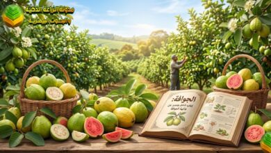 الجوافة: كتاب شامل ومميز عن فاكهة الجوافة