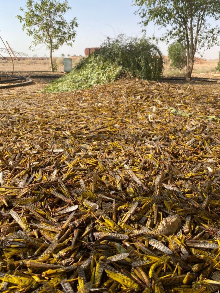 تقرير عن مكافحة الجراد الصحراوي