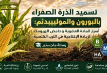 تسميد الذرة الصفراء بالبورون والموليبدنم: أسرار المادة العضوية وحامض الهيومك لزيادة الإنتاجية في الترب الكلسية