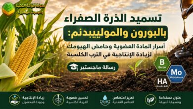 تسميد الذرة الصفراء بالبورون والموليبدنم: أسرار المادة العضوية وحامض الهيومك لزيادة الإنتاجية في الترب الكلسية