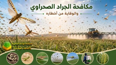 مكافحة الجراد الصحراوي: أفضل طرق الوقاية والمكافحة لحماية المحاصيل الزراعية