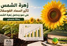 زهرة الشمس : تأثير السماد الفوسفاتي على نمو وحاصل زهرة الشمس