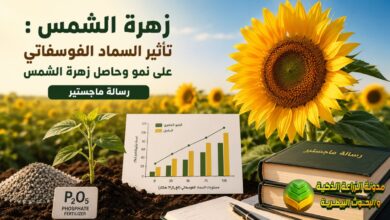 زهرة الشمس : تأثير السماد الفوسفاتي على نمو وحاصل زهرة الشمس