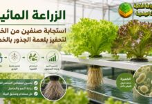 الزراعة المائية: استجابة صنفين من الخس لتحفيز بلعمة الجذور بالخميرة