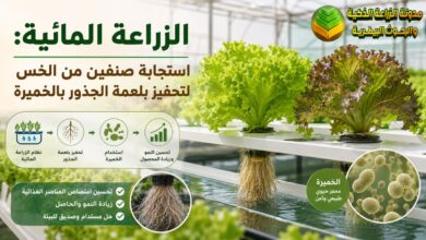 الزراعة المائية: استجابة صنفين من الخس لتحفيز بلعمة الجذور بالخميرة