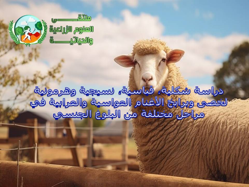 دراسة شكلية, قياسية, نسيجية وهرمونية لخصى وبرابخ الاغنام العواسية والعرابية في مراحل مختلفة من البلوغ الجنسي