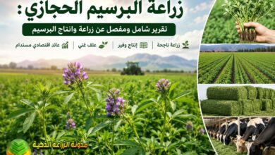 زراعة البرسيم الحجازي: تقرير شامل ومفصل عن زراعة وانتاج والوصف النباتي للبرسيم