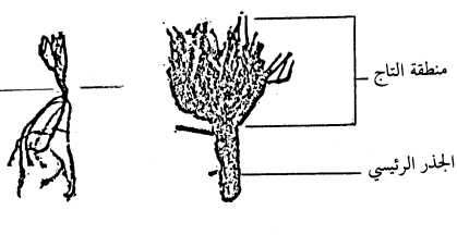 شكل يوضح منطقة التاج لنبات البرسيم الحجازي