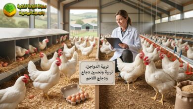 تربية الدواجن: تربية وتحسين دجاج البياض ودجاج اللاحم