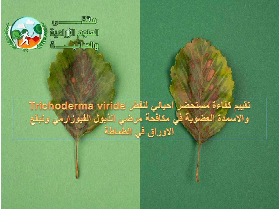 تقييم كفاءة مستحضر احيائي للفطر Trichoderma viride والاسمدة العضوية في مكافحة مرضي الذبول الفيوزارمي وتبقع الاوراق في الطماطة