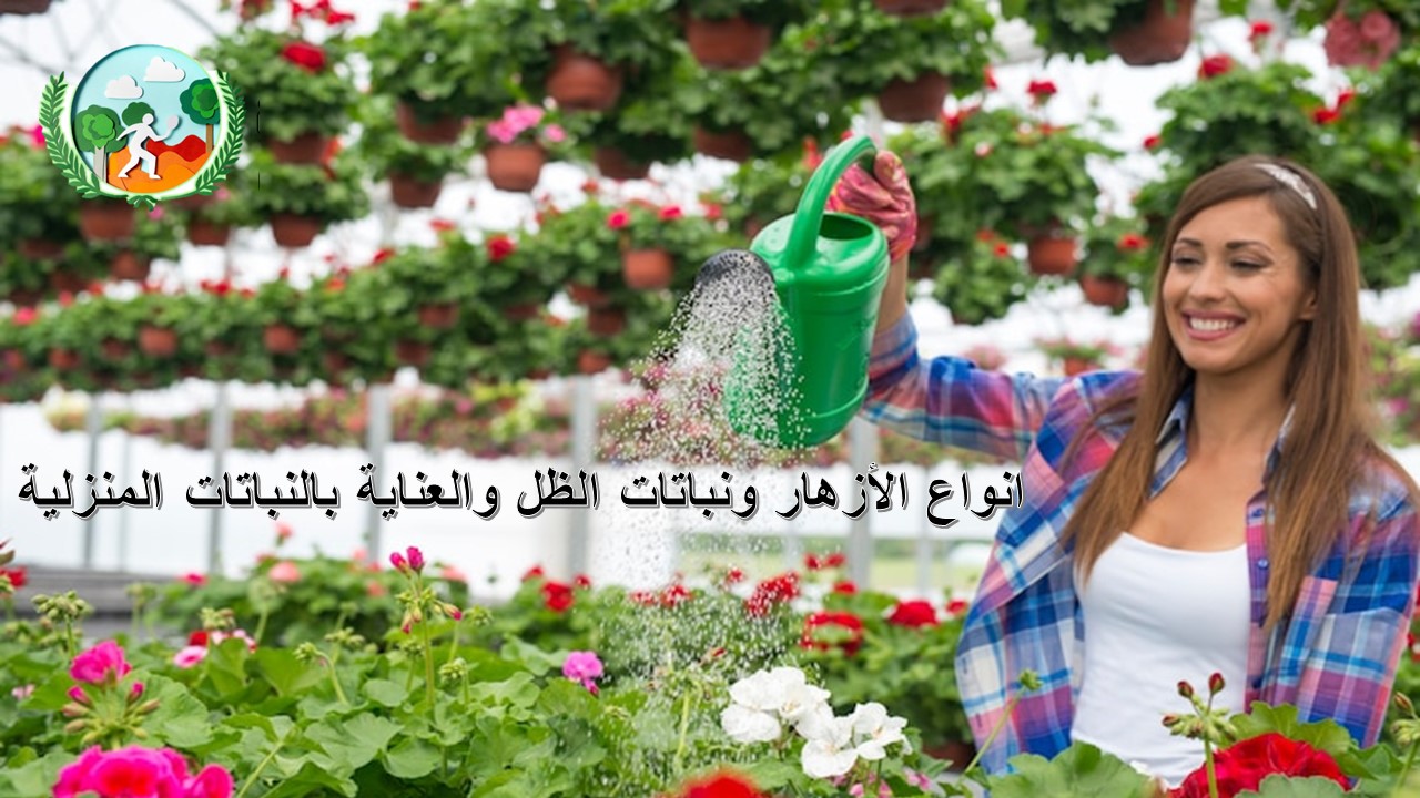 انواع الأزهار ونباتات الظل والعناية بالنباتات المنزلية