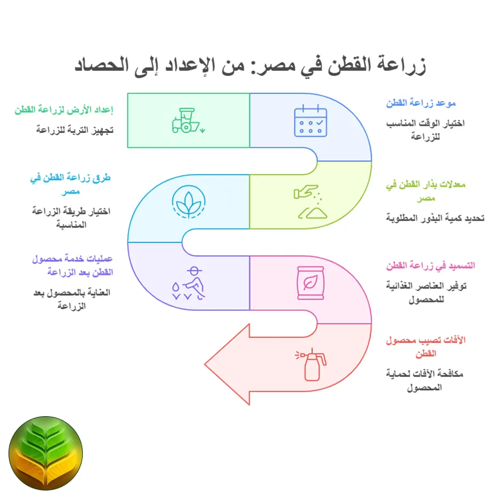 كيفية زراعة القطن في مصر وعمليات الخدمة والتحضير