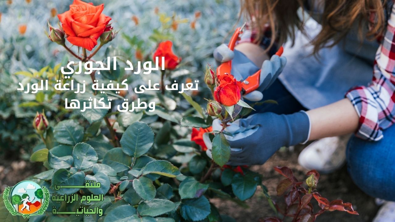 الورد الجوري : تعرف على كيفية زراعة الورد وطرق تكاثرها