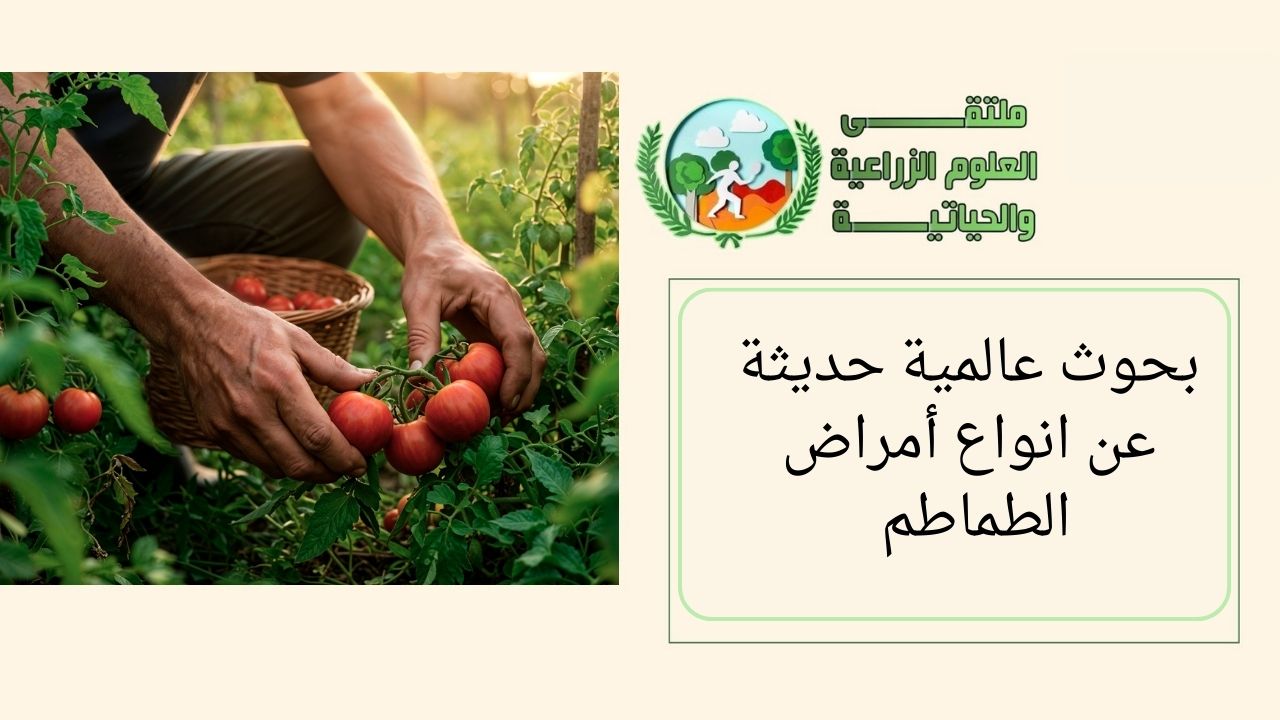 بحوث عالمية حديثة عن انواع أمراض الطماطم