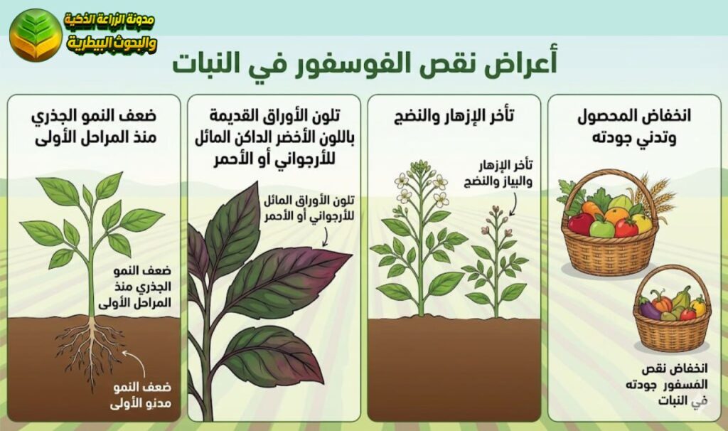 أعراض نقص الفوسفور