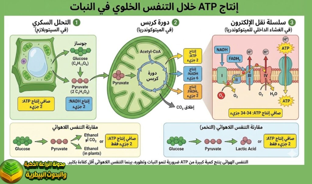 ATP والتنفس الخلوي في النبات