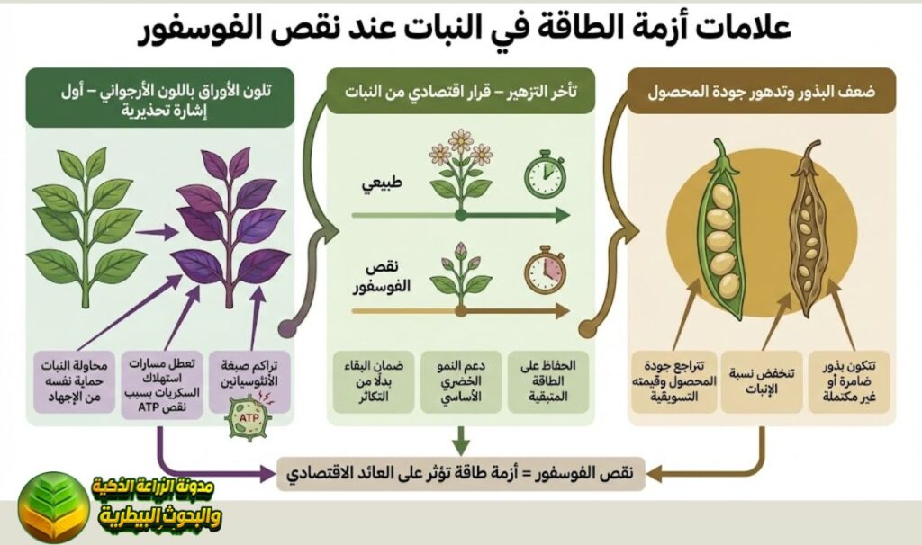أزمة الطاقة ATP في النبات عند نقص الفوسفور