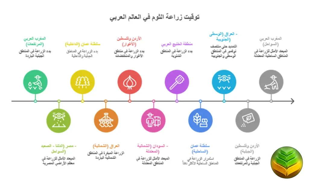توقيت زراعة الثوم