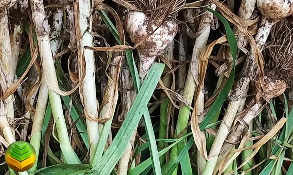 الحصاد والتخزين بعد زراعة محصول الثوم