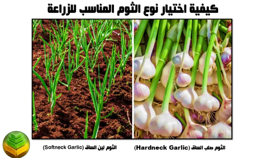 كيفية اختيار نوع الثوم المناسب للزراعة