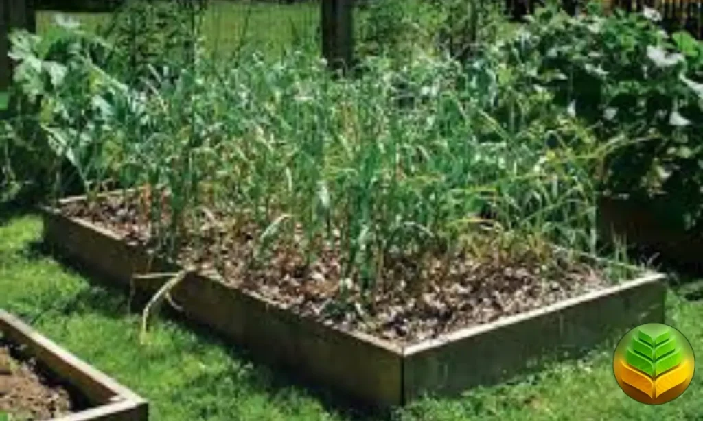 تجهيز الأحواض لزراعة الثوم