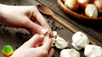 زراعة الثوم (Garlic Cultivation) للمبتدئين والخبراء: أسرار النجاح في منطقتك العربية