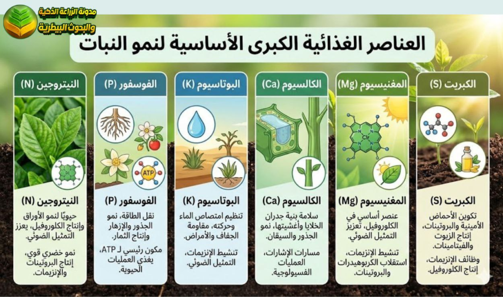العناصر الغذائية الكبرى