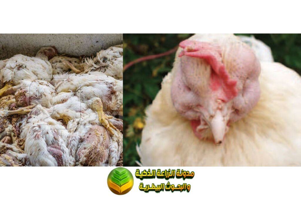 أنفلونزا الطيور (Avian influenza)