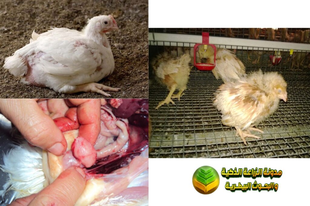 3- مرض التهاب جراب فابريشيوس المعدي (Infectious bursal disease)