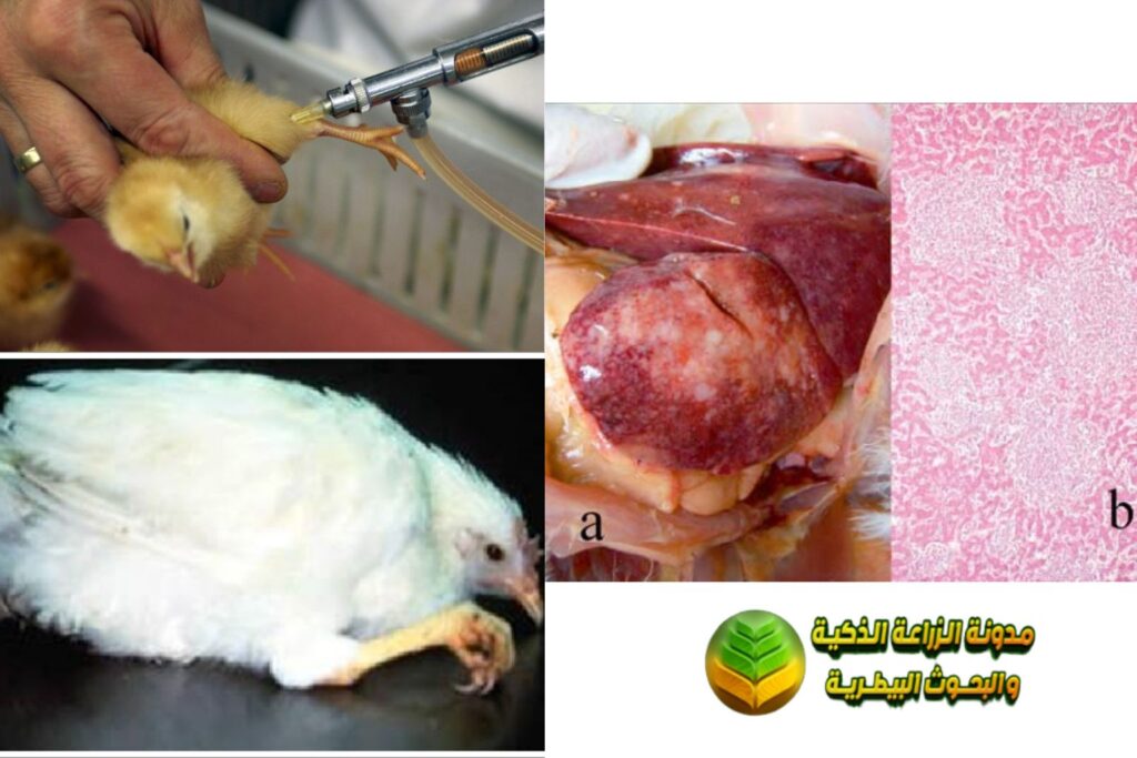 4- مرض ماريك (Marek's disease)