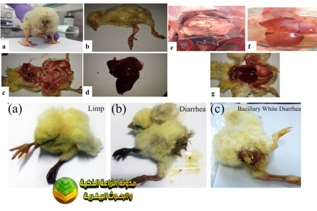 1- السالمونيلا (Salmonella)