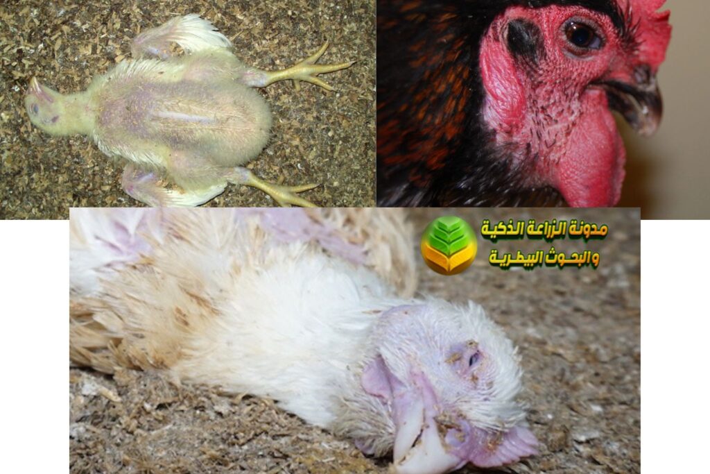 2- الكوليرا Pasteurella multocida