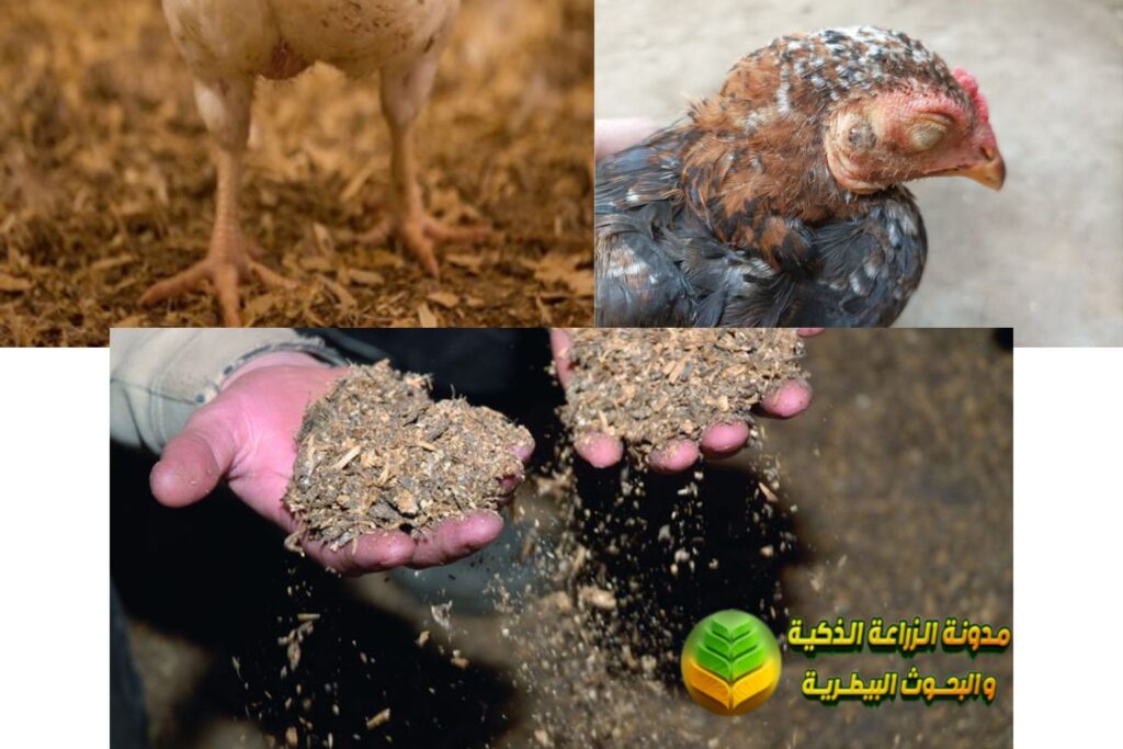 أمراض الدواجن الطفيلية الكوكسيديا (Coccidiosis)