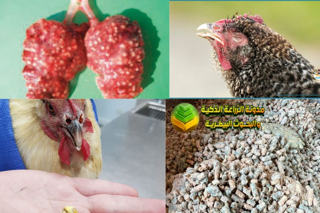 أمراض الدواجن الفطرية الأسبرجيلوسيس Aspergillosis