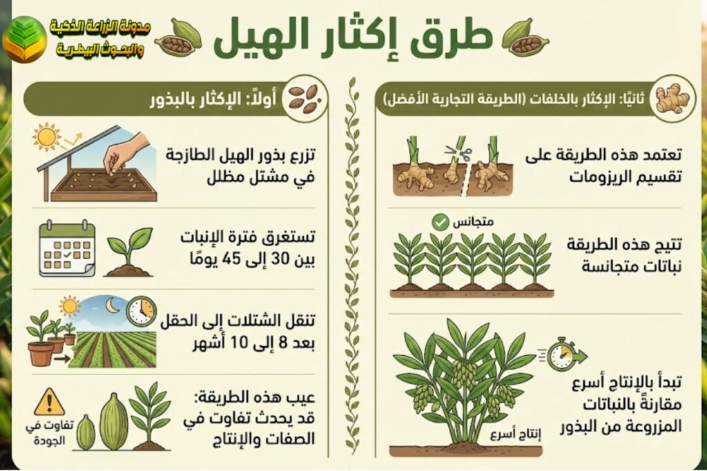 طرق إكثار الهيل