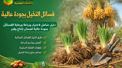 فسائل النخيل: دليل شامل لاختيار وزراعة ورعاية الفسائل بجودة عالية لضمان إنتاج وفير