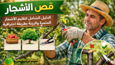 قص الأشجار: الدليل الشامل لتقليم الأشجار المثمرة والزينة بطريقة احترافية