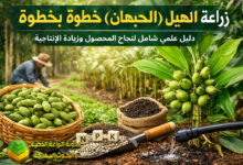 زراعة الهيل (الحبهان) خطوة بخطوة: دليل علمي شامل لنجاح المحصول وزيادة الإنتاجية