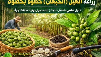 زراعة الهيل (الحبهان) خطوة بخطوة: دليل علمي شامل لنجاح المحصول وزيادة الإنتاجية
