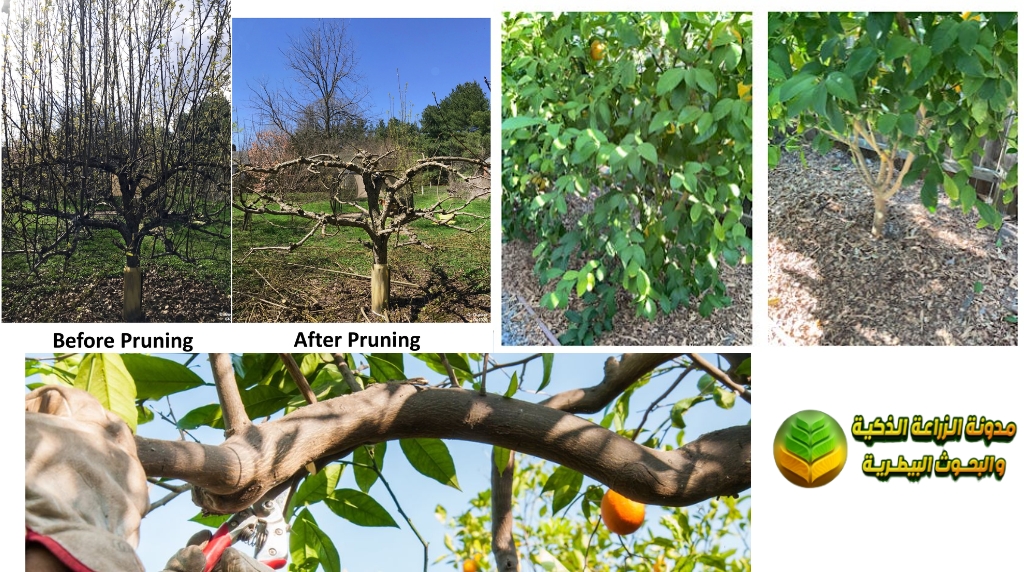 تقليم الحمضيات