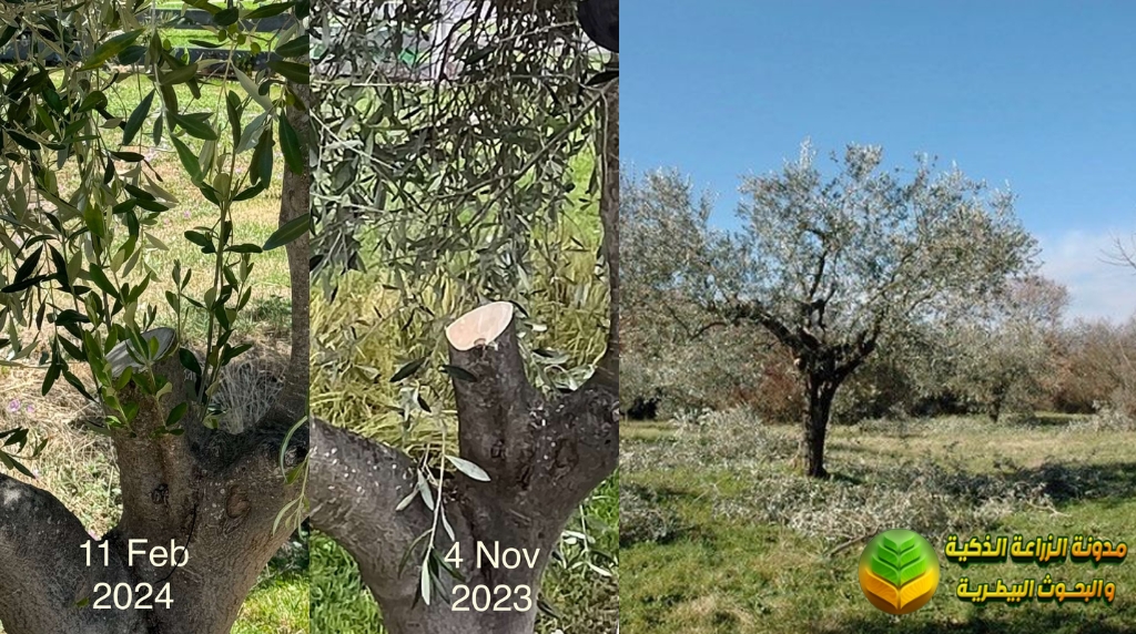 تقليم اشجار الزيتون