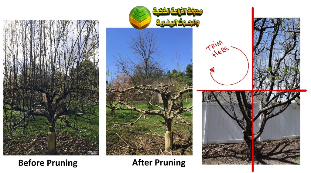 تقليم أشجار التفاح